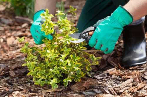 Local tree surgeons completing professional landscape maintenance