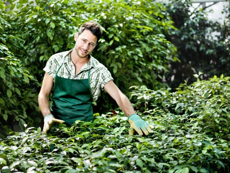 Professional tree care and stump grinding in Wembley