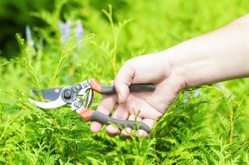 Free quote discussion for tree work at a Wembley property